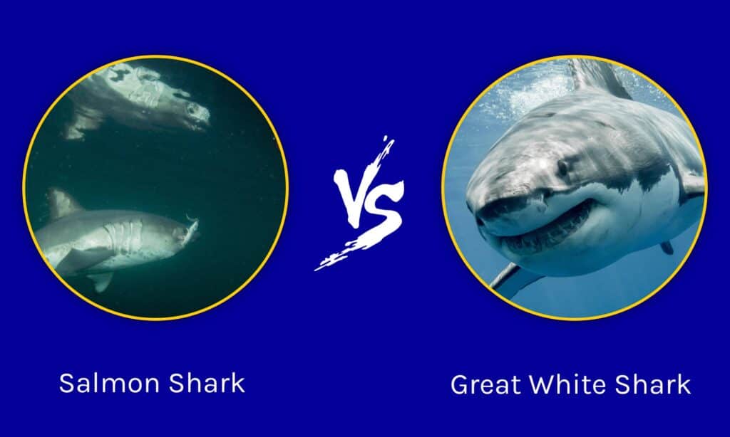 Requin saumon contre grand requin blanc