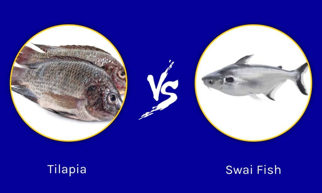 Swai Fish vs Tilapia - A-Z Animals