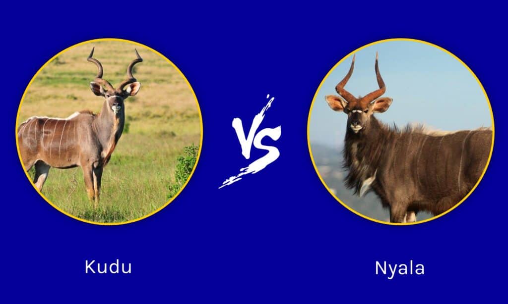 Kudu vs Nyala