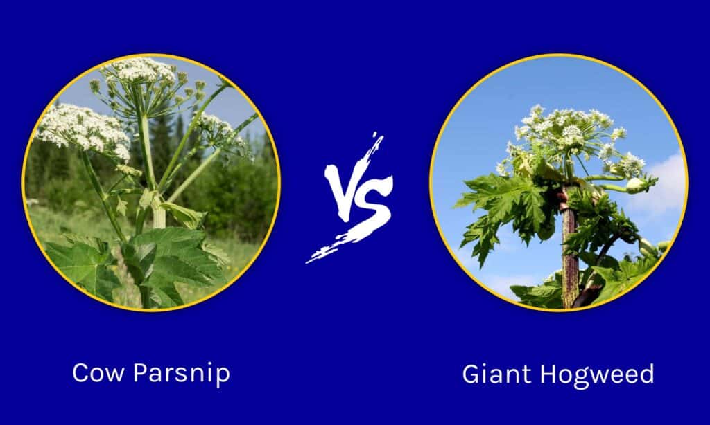 Cow Parsnip vs Giant Hogweed