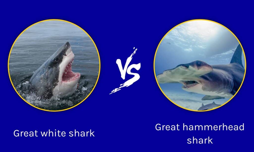 Great white shark vs Great hammerhead shark