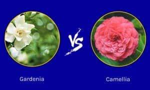 Gardenia vs Camellia: 5 Key Differences Picture