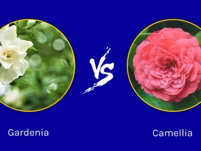 A Gardenia vs Camellia: 5 Key Differences