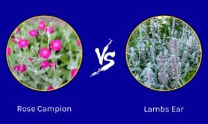 Rose Campion vs Lambs Ear: What Are The Differences? Picture