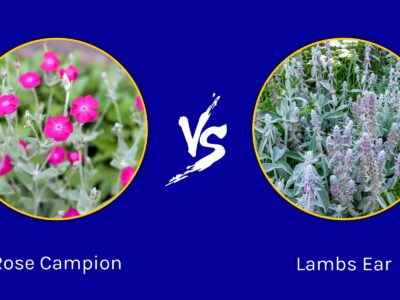 A Rose Campion vs Lambs Ear: What Are The Differences?