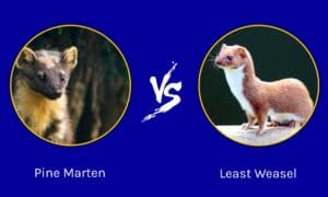 Pine Marten vs Least Weasel: What’s the Difference? Picture