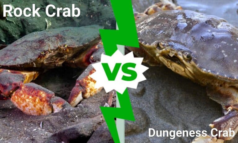 Rock Crab vs Dungeness Crab