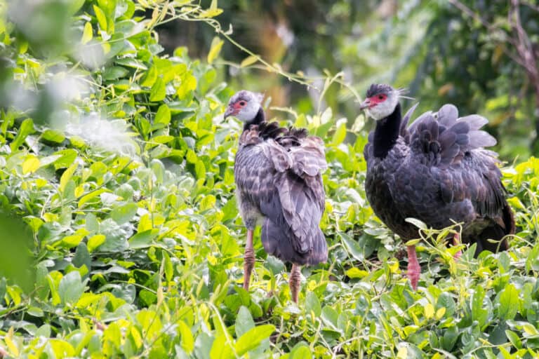 Female (left) and male (right) northern screamers walking among foliage