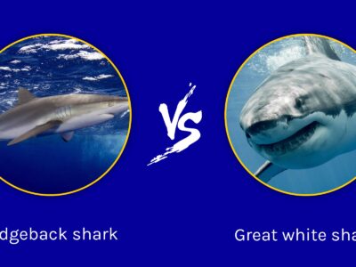 A Ridgeback Hammerhead Shark vs Great White Shark