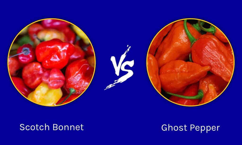 Scotch Bonnet vs Ghost Pepper