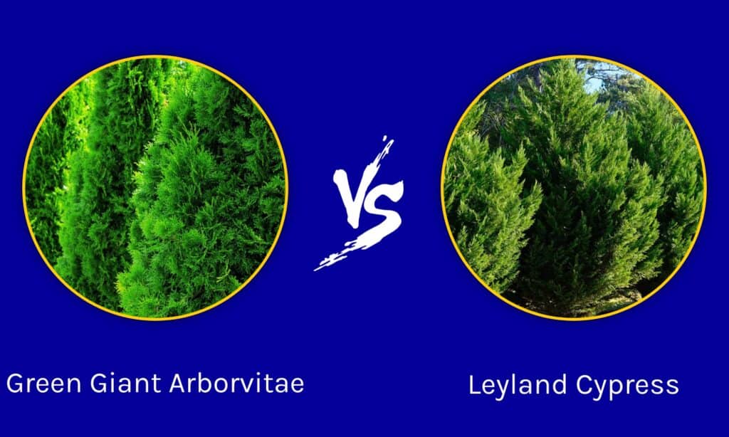 Green Giant Arborvitae contre Leyland Cypress