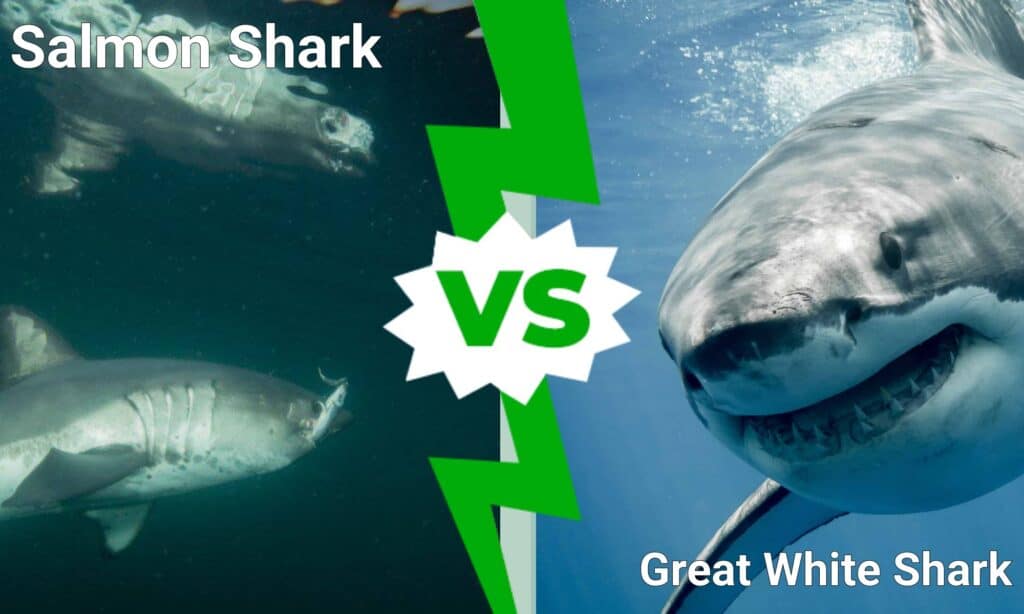 Salmon Shark vs Great White Shark