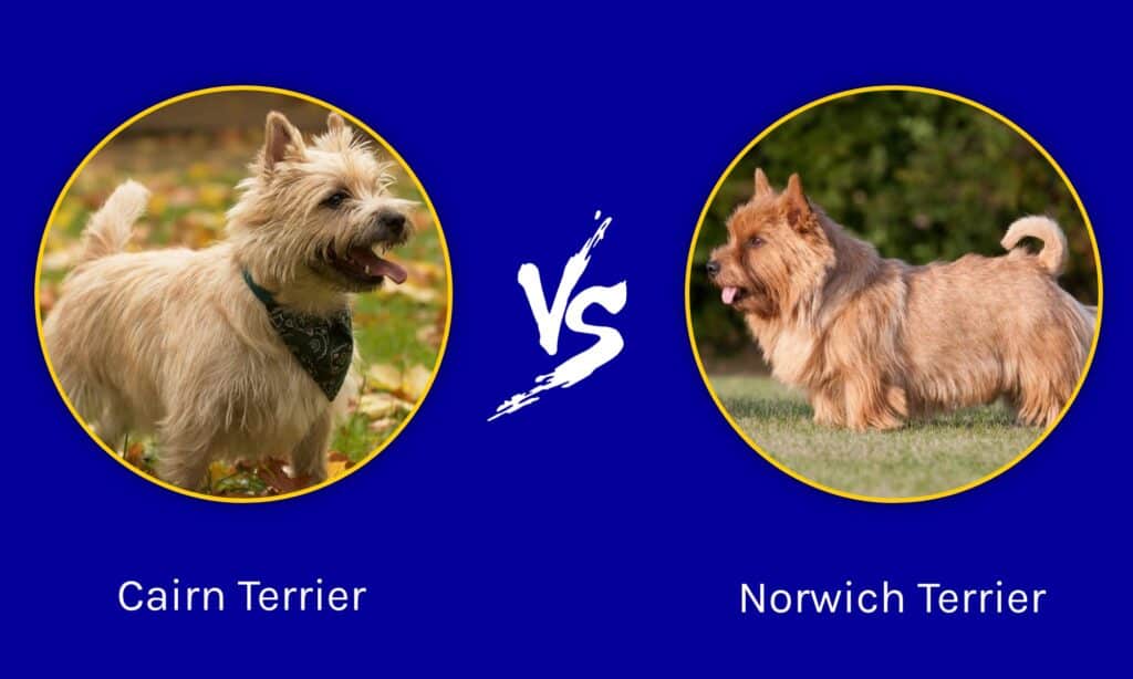 Cairn Terrier vs Norwich Terrier