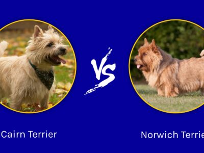 A Cairn Terrier vs. Norwich Terrier: What are the Differences?