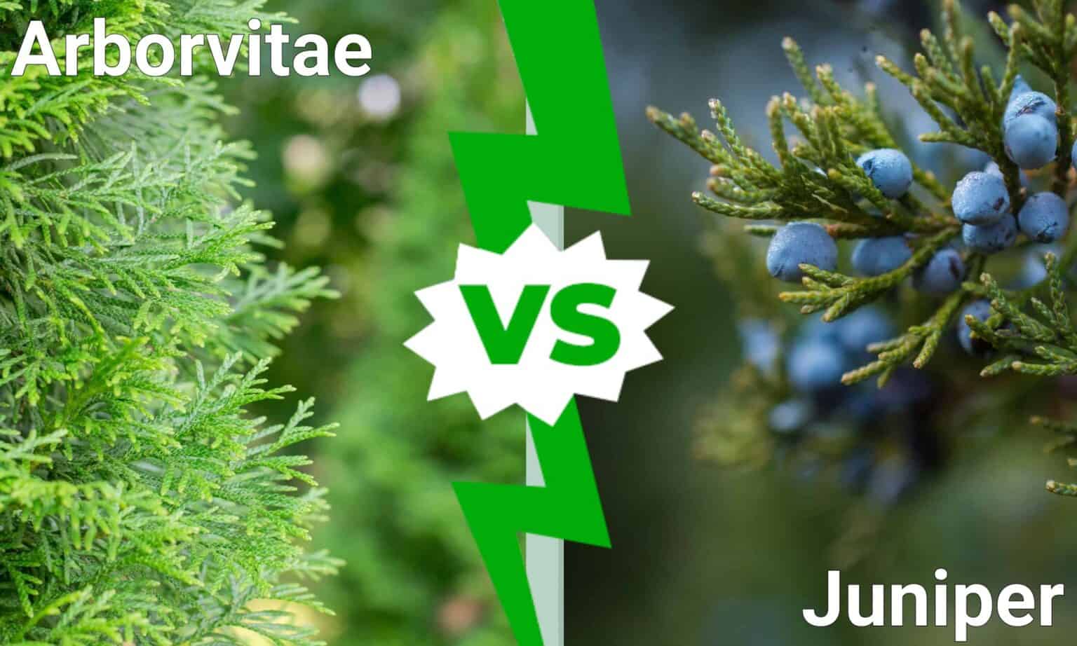 Arborvitae vs Juniper What Are The Differences? AZ Animals