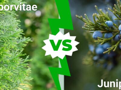 A Arborvitae vs Juniper: What Are The Differences?