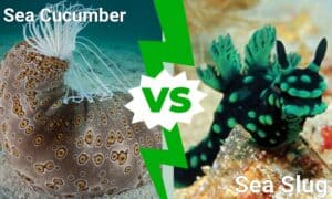 Sea Slug vs Sea Cucumber Picture
