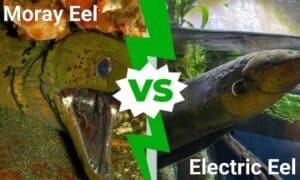 Electric Eel vs Moray Eel photo
