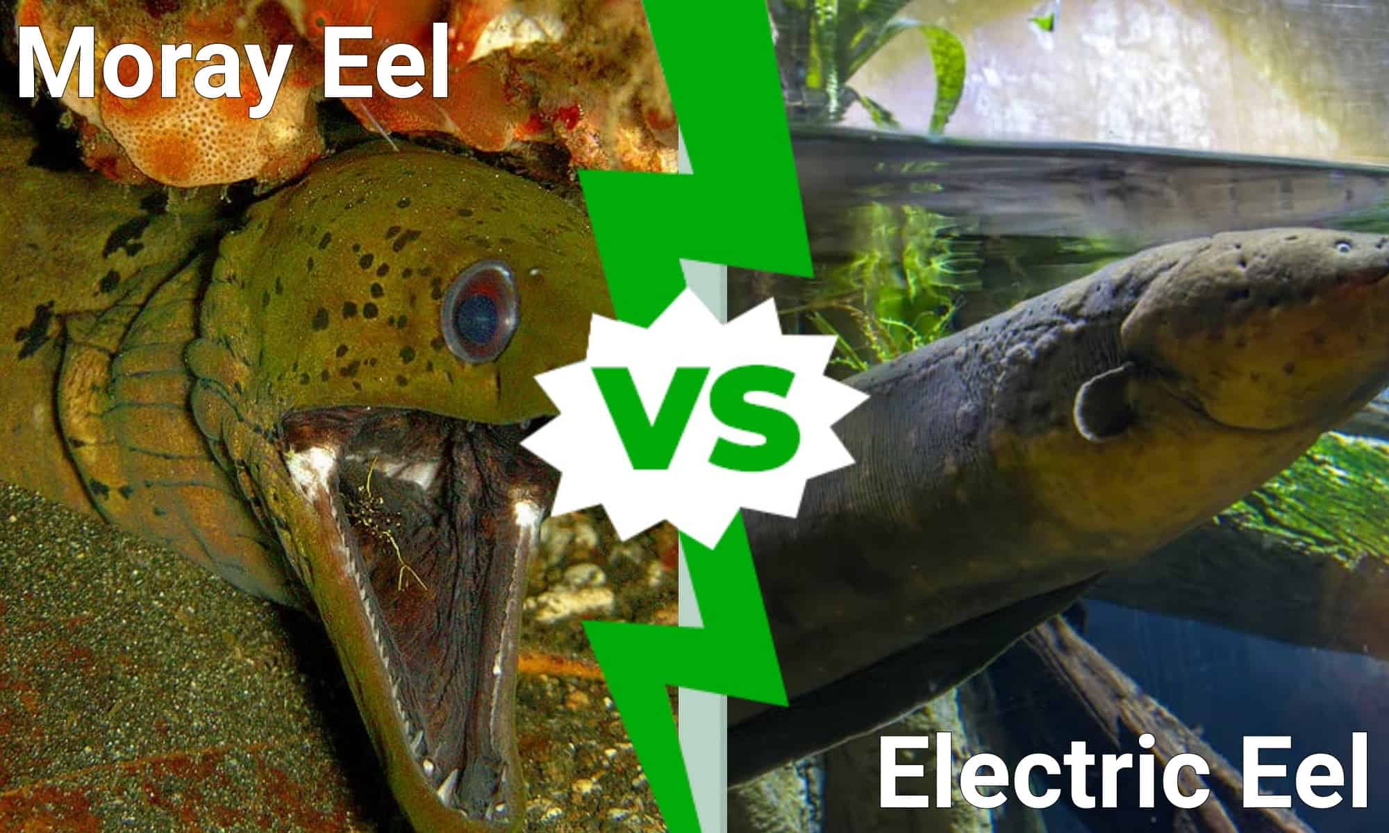 Electric Eel vs Moray Eel - AZ Animals