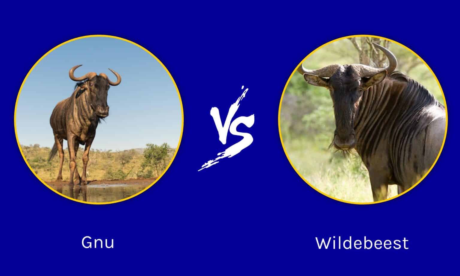 Gnu vs Wildebeest: Is There a Difference? - A-Z Animals