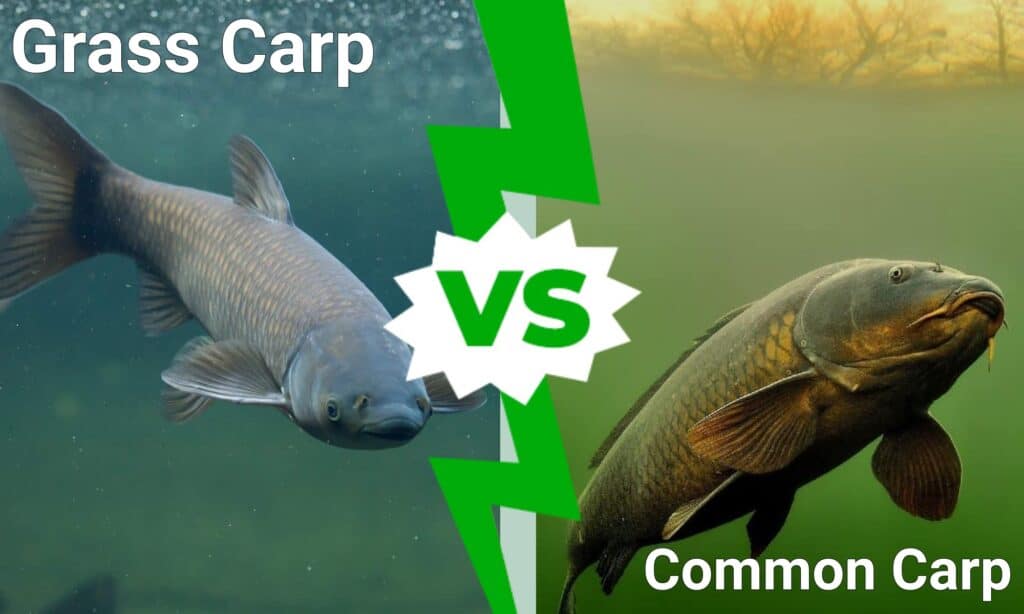Grass Carp vs Common Carp
