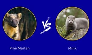 Pine Marten vs Mink: What’s the Difference? Picture