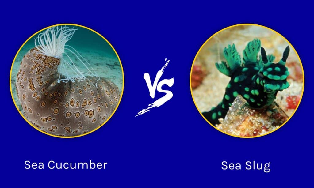 Sea Slug vs Sea Cucumber - A-Z Animals