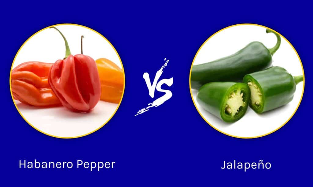 Habanero Pepper vs Jalapeño