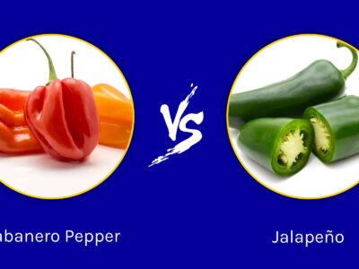 A Habanero Pepper vs. Jalapeño