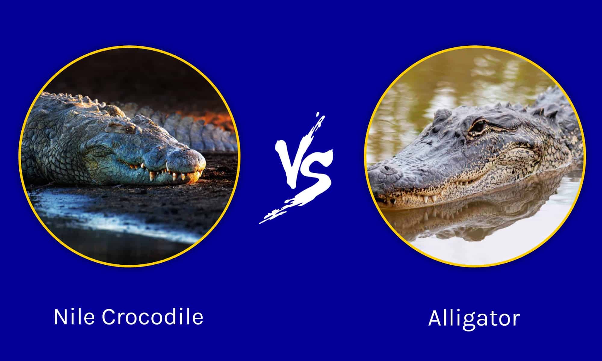 Reservere Ekstrem Underskrift Nile Crocodile vs Alligator: What Are the Differences? - AZ Animals