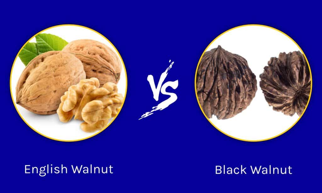 English Walnut vs Black Walnut