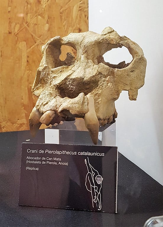 Pierolapithecus
