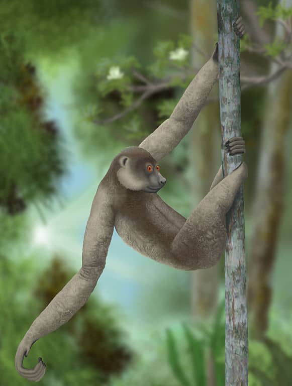 Large Sloth Lemur