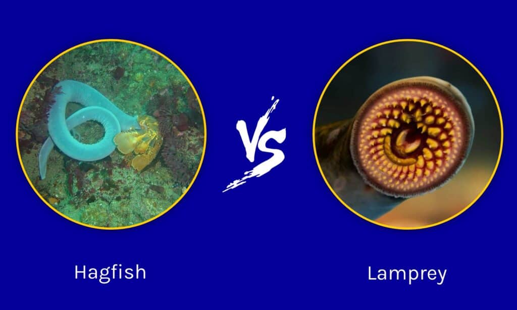 Myxine vs Lamproie