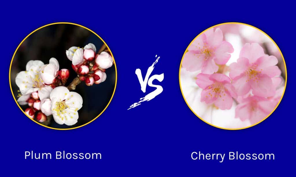 Plum Blossom vs Cherry Blossom