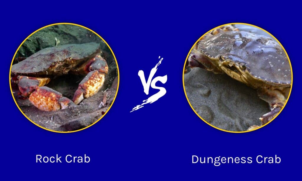 Rock Crab  vs Dungeness Crab