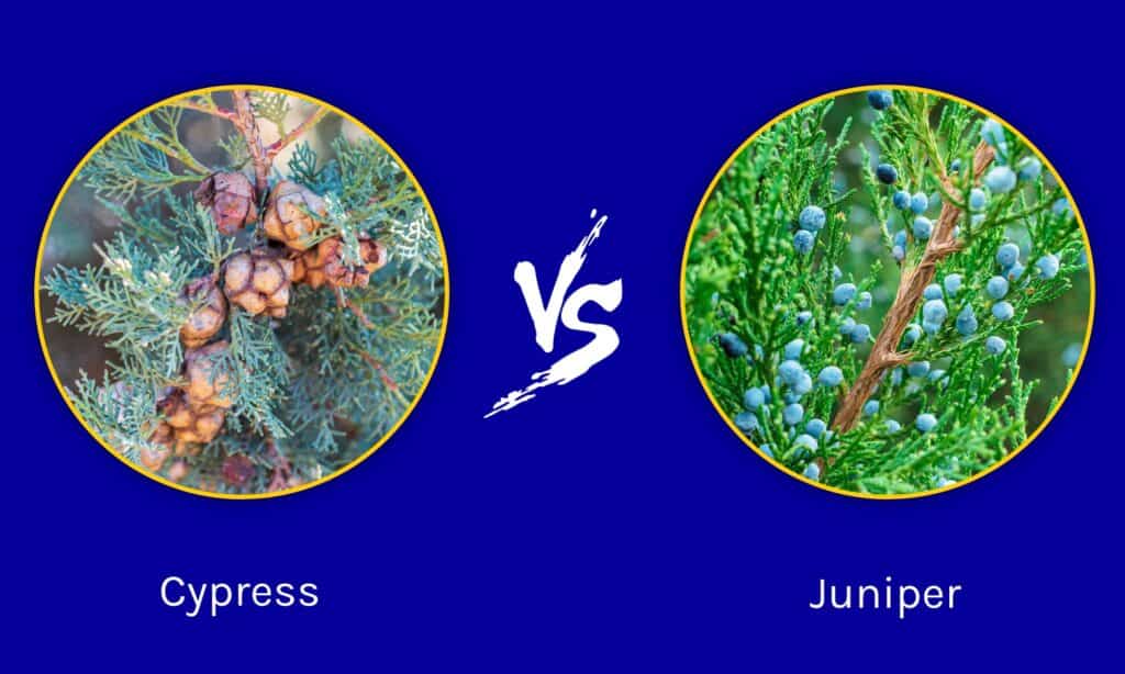 Cypress vs Juniper
