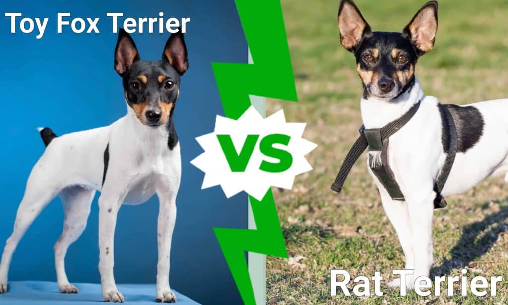 Toy Fox Terrier vs Rat Terrier