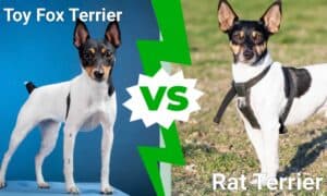 Toy Fox Terrier vs Rat Terrier: What Are Their Differences? Picture