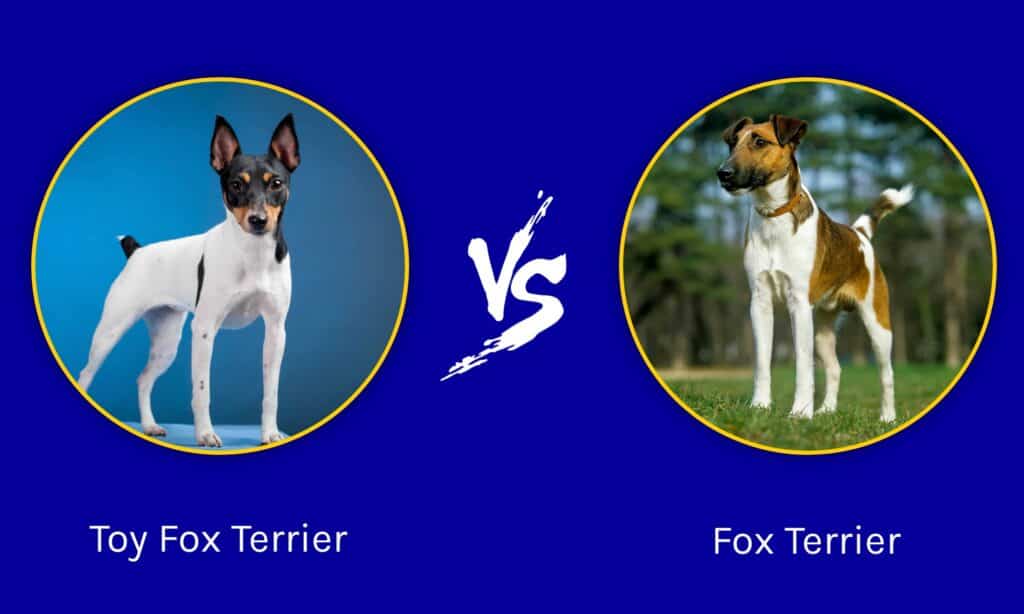 Toy Fox Terrier vs Fox Terrier