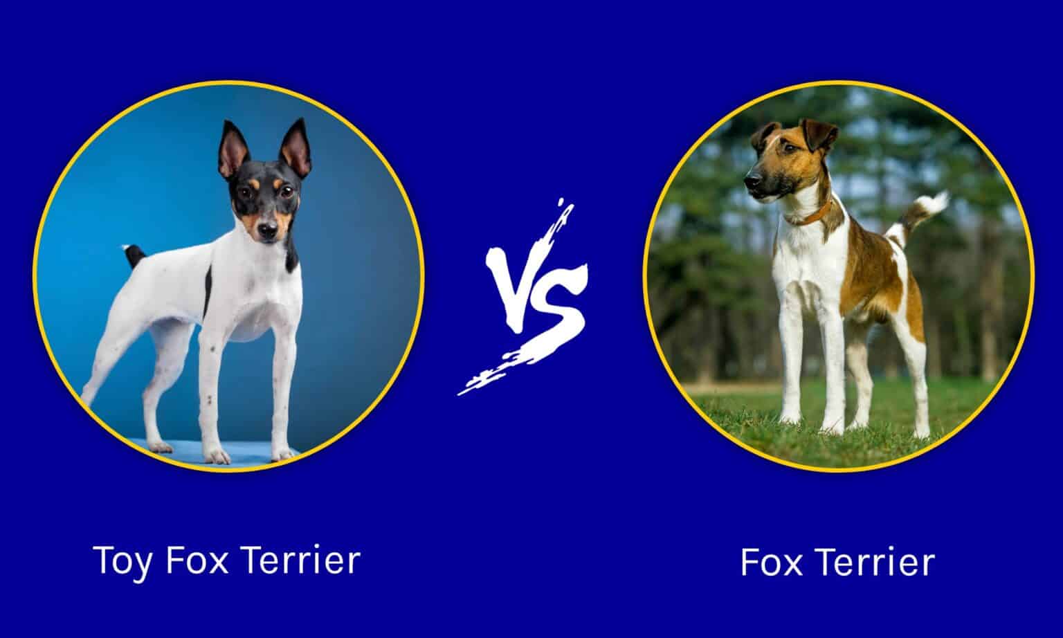 Toy Fox Terrier vs Fox Terrier: What Are the Differences? - A-Z Animals