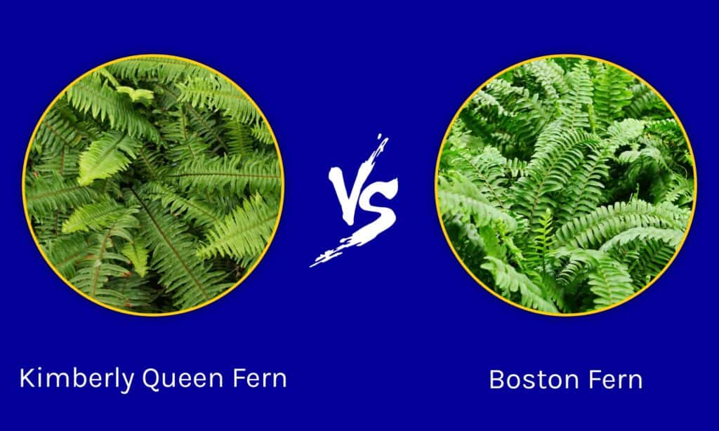 Kimberly Queen Fern contre Boston Fern