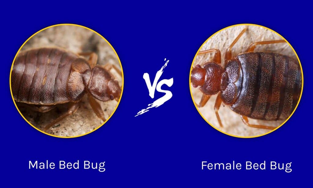 Male Bed Bug vs Female Bed Bug