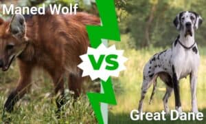 Maned Wolf vs Great Dane: The 4 Main Differences Explained photo