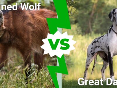 A Maned Wolf vs Great Dane: The 4 Main Differences Explained