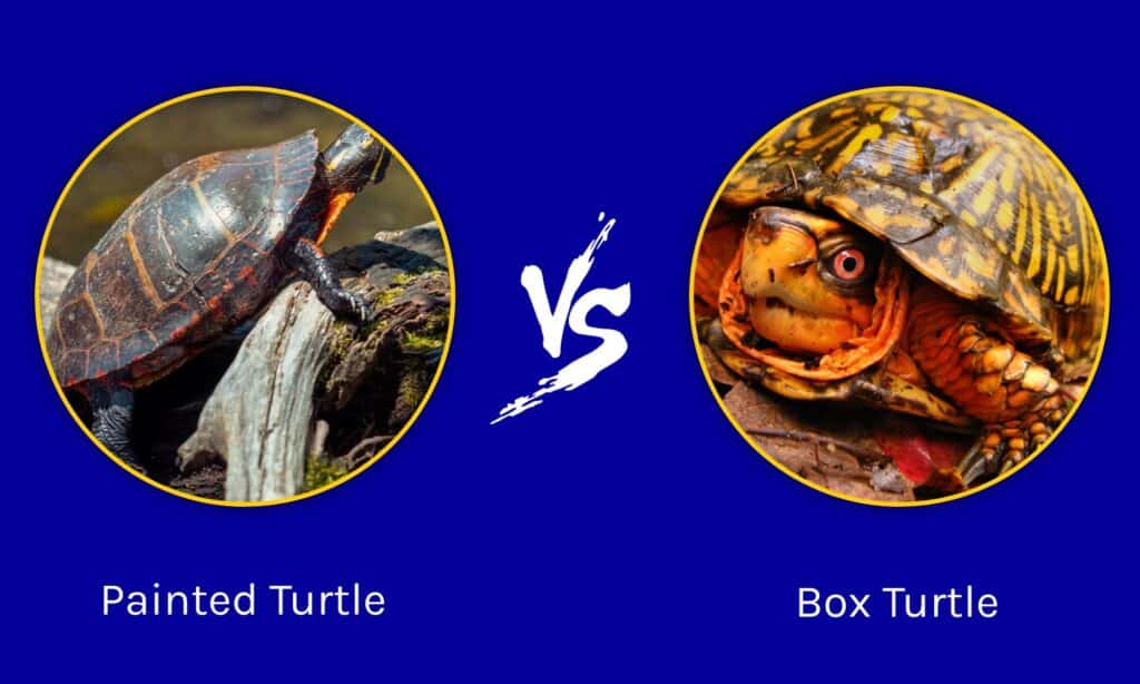 Painted Turtle  vs Box Turtle