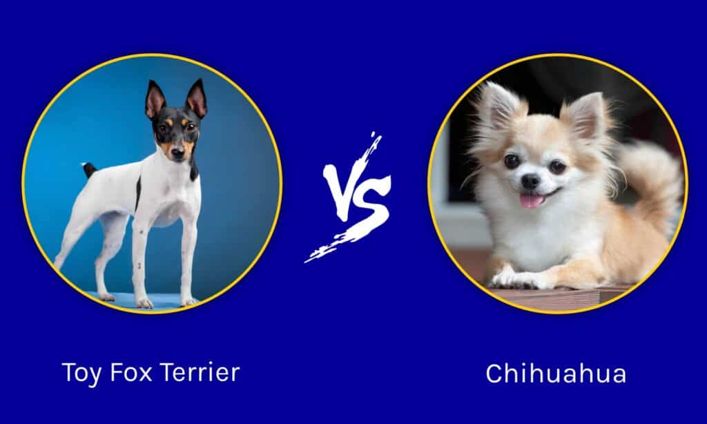 Toy Fox Terrier vs Chihuahua