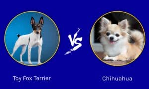 Toy Fox Terrier vs Chihuahua: What Are the Differences? Picture