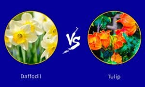 Daffodil vs Tulip: What Are Their Differences? Picture