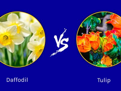 A Daffodil vs Tulip: What Are Their Differences?